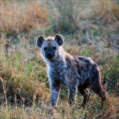 Young Spotted hyena. clipart
