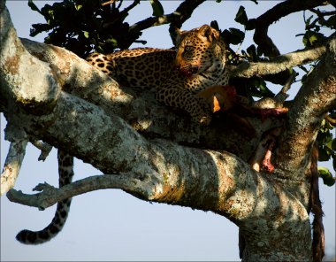 leoparı (panthera pardus), Yetişkin bir avla.