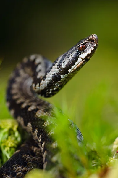 De viper bereidt zich voor op een afstand — Stockfoto