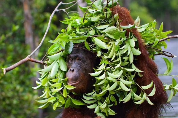 Stock image Under an ecological umbrella.