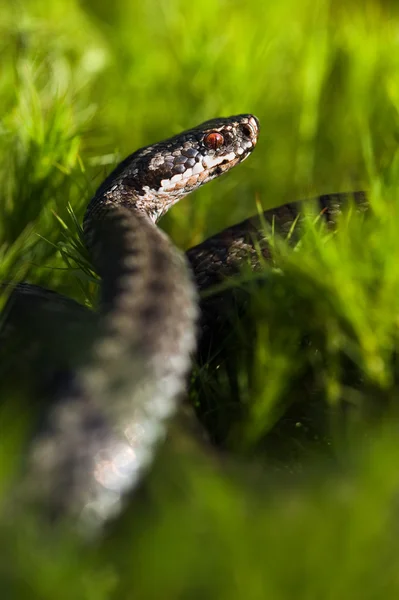 一般的な毒蛇 — ストック写真