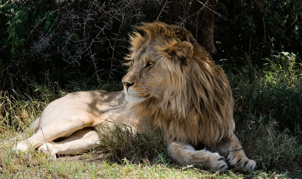 Lev s odpočinek v odstínu. — Stock fotografie