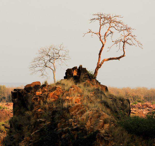 Bandhavgarh.