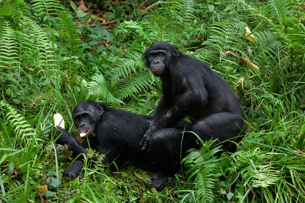 倭黑猩猩爱. — 图库照片