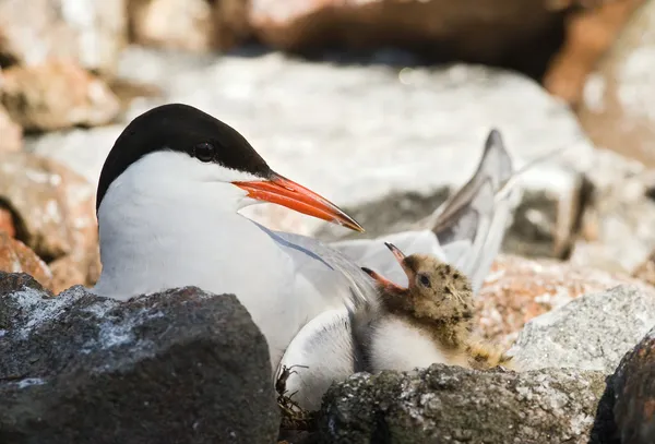 Tern and baby. — Stock Photo, Image