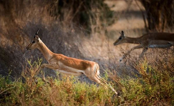 Impala está correndo . — Fotografia de Stock