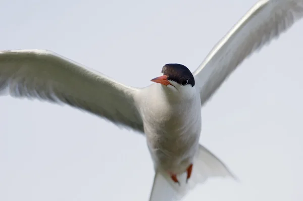 Tern in fligt. — Stock Photo, Image