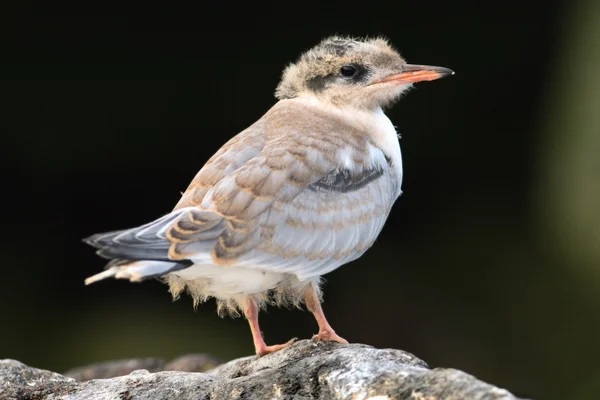 Pássaro bebé de Tern comum . — Fotografia de Stock