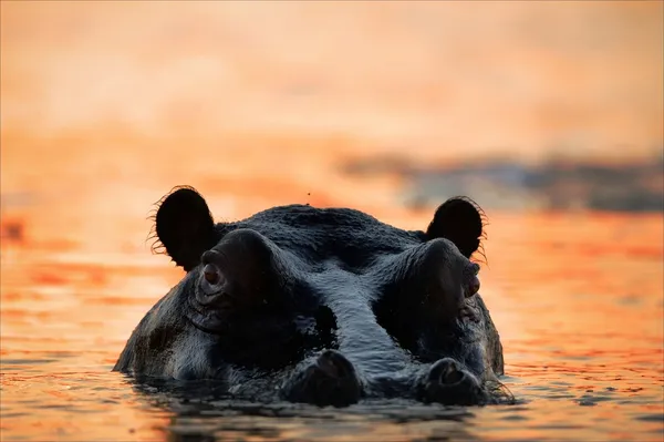 Hippopotamus on a decline. — Zdjęcie stockowe