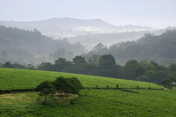 stock image Bwindi tea plantations.