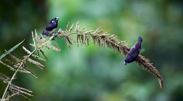 Two birds eat seeds. — Stock Photo, Image
