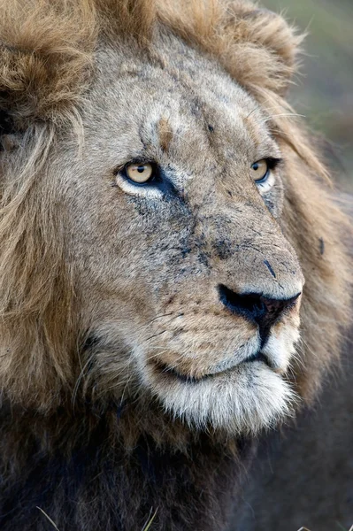 Lion. — Photo