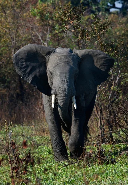 Irriterad elefanten. — Stockfoto