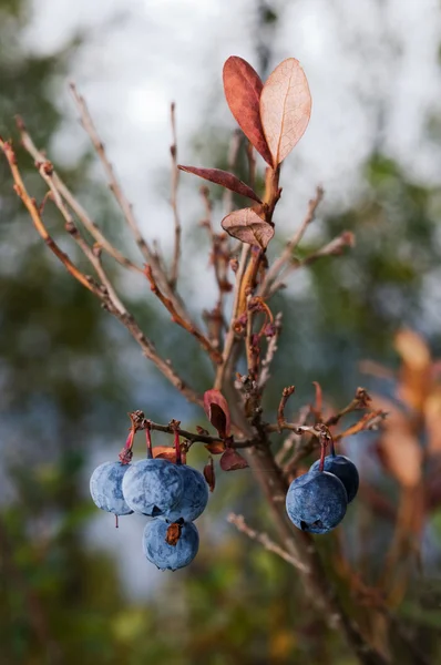 उशीरा ब्ल्यूबेरी — स्टॉक फोटो, इमेज