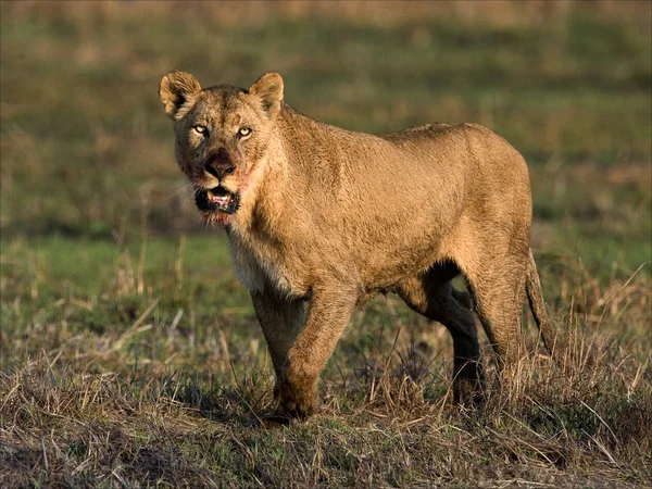 A leoa jantou — Fotografia de Stock
