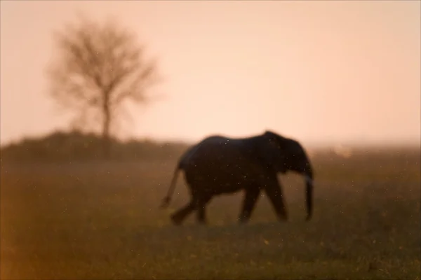 Elefant und Baum gehen. — Stockfoto