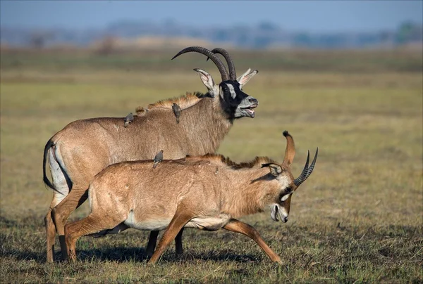 De roan antilope. — Stockfoto