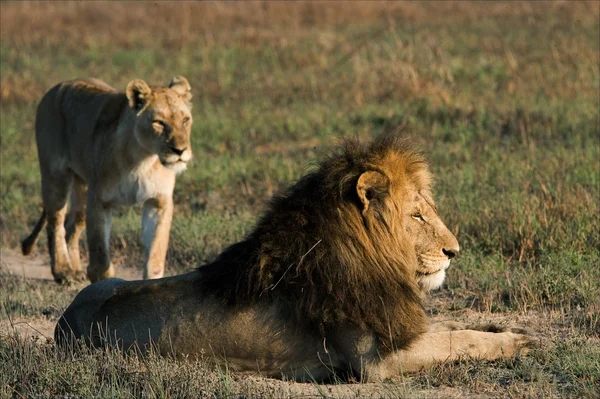 Leone e leonessa . — Foto Stock