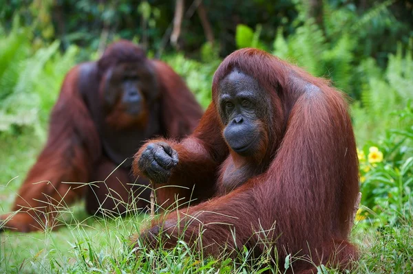 Orangután hembra adulta . — Foto de Stock