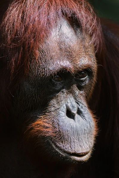 Orangutan Ben. — Zdjęcie stockowe