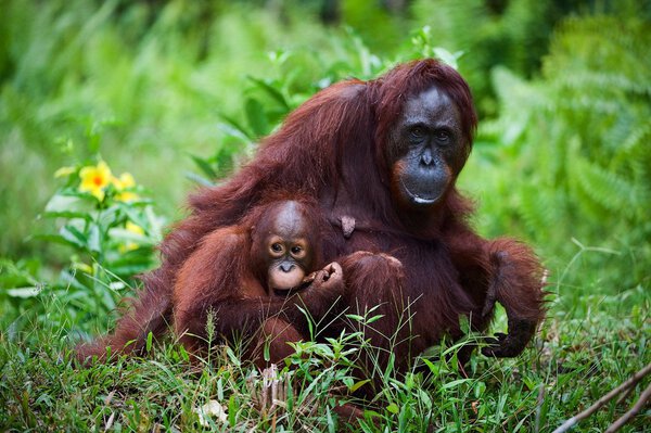 Female orangutan with the baby on a grass.