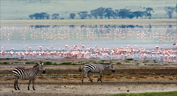 Dvě zebry a flamingo. — Stock fotografie