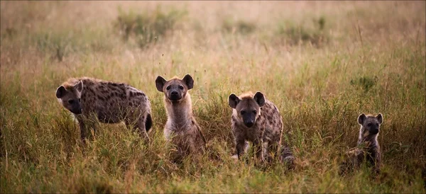 Familie van hyena 's. — Stockfoto