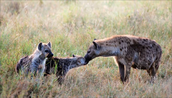Wypryskami hieny z młode. — Zdjęcie stockowe
