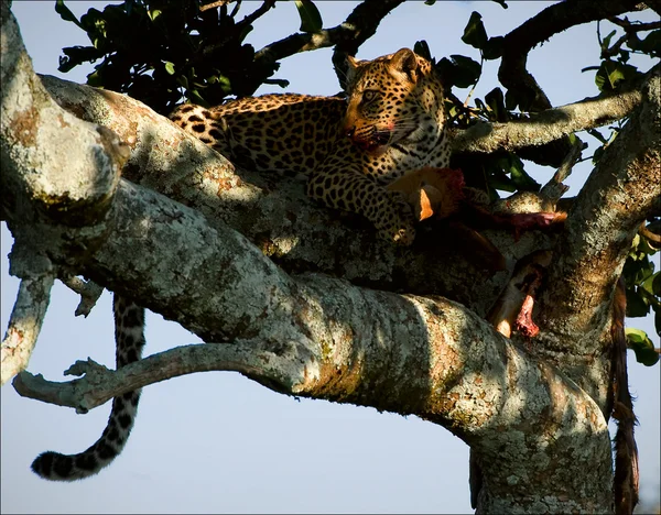 Леопард (Panthera pardus), взрослый, с добычей . — стоковое фото
