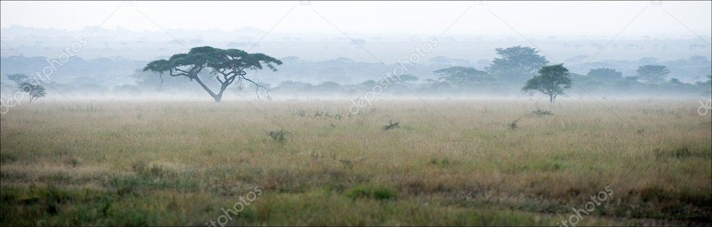 Savanna in a morning fog.