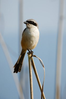 Great Grey Shrike. clipart