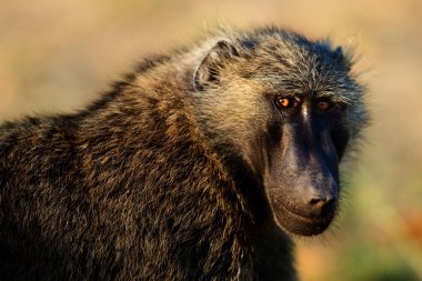 Portrait of a baboon. clipart