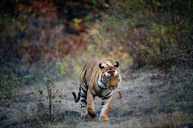 India Tiger. clipart