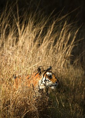 ROYAL BENGAL TIGER. clipart