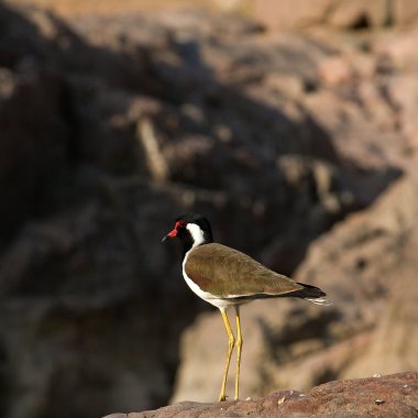 Vanellus indicus.