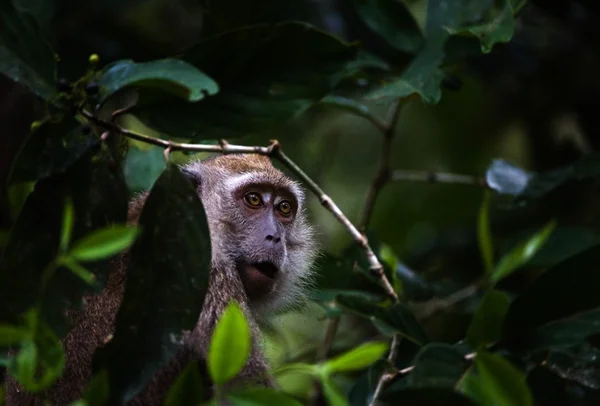 El mono se esconde en ramas de árboles. / —  Fotos de Stock