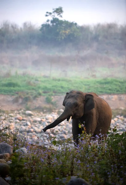 Elefante matinal . — Fotografia de Stock