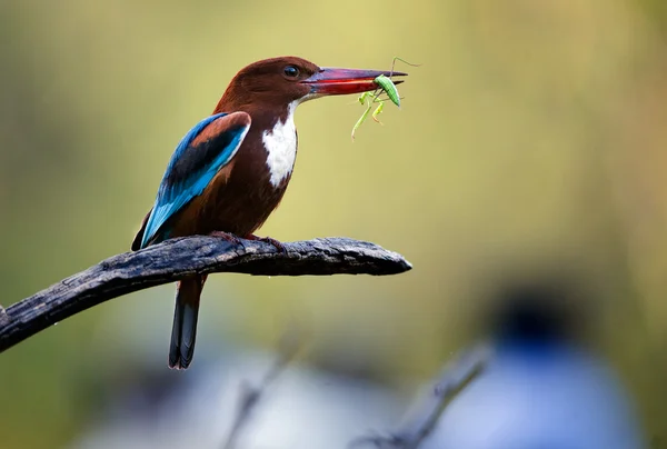 Kingfisher com gafanhoto — Fotografia de Stock