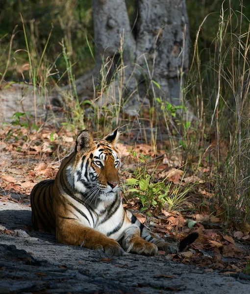 Tigress. — Stock Photo, Image