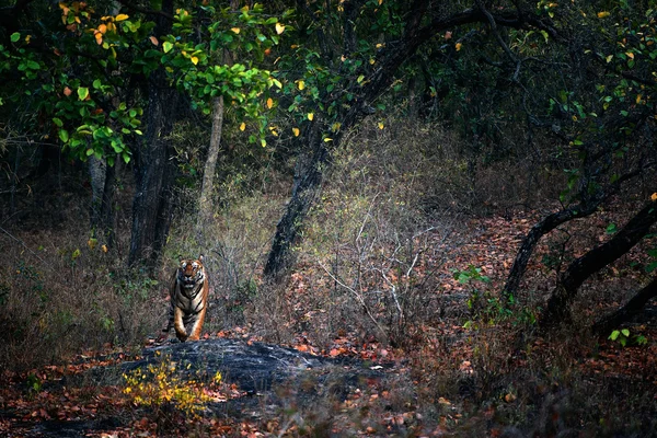 Μια τεράστια τίγρη αρσενικό βόλτες ευθεία επικεφαλής . — Φωτογραφία Αρχείου