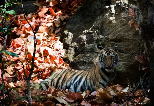 Бенгальский тигр . — стоковое фото