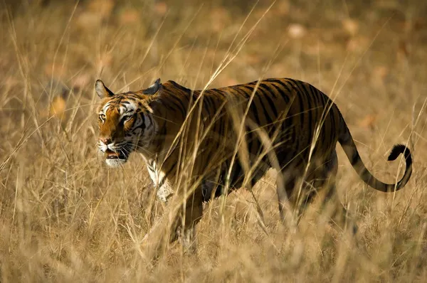 Tigre real de bengala . — Fotografia de Stock