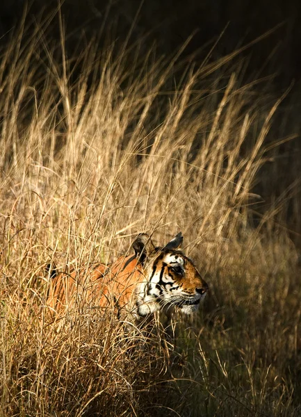 Королівський бенгальський тигр . — стокове фото
