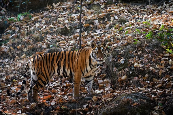 Panthera tigris tigris —  Fotos de Stock