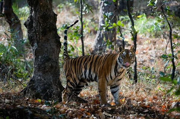 O tigre de Bengala . — Fotografia de Stock