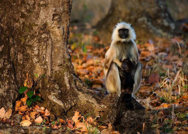 Langur with a cub. — Stock Photo, Image