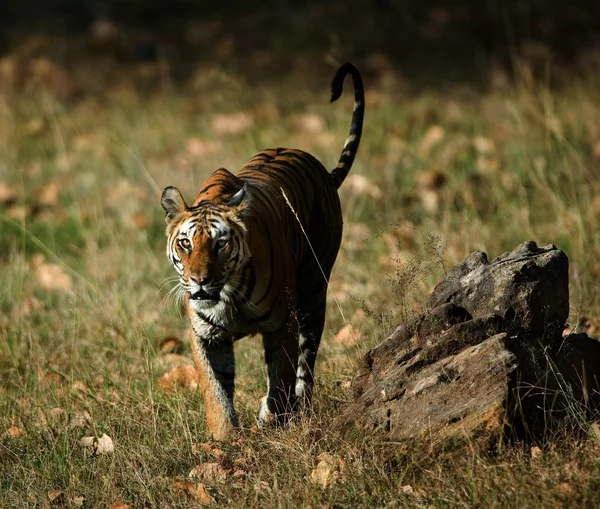 Královský tygr bengálský. — Stock fotografie