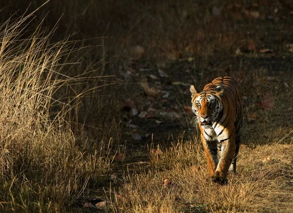 Arriva la tigre . — Foto Stock