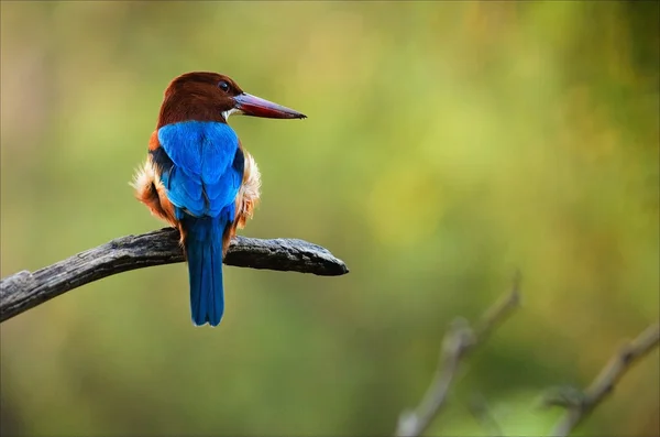 Kingfisher. — Stock Photo, Image