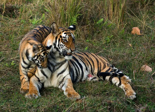 Тигрица и детеныш . — стоковое фото